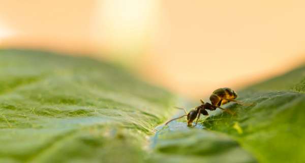 Mieren in huis bestrijden op een natuurlijke manier